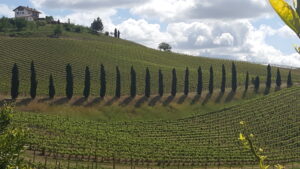 ingresso alle vigne contesa vini 