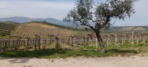 Vigne di Loreto Aprutino - Abruzzo - Le vigne e gli uliveti Abruzzesi