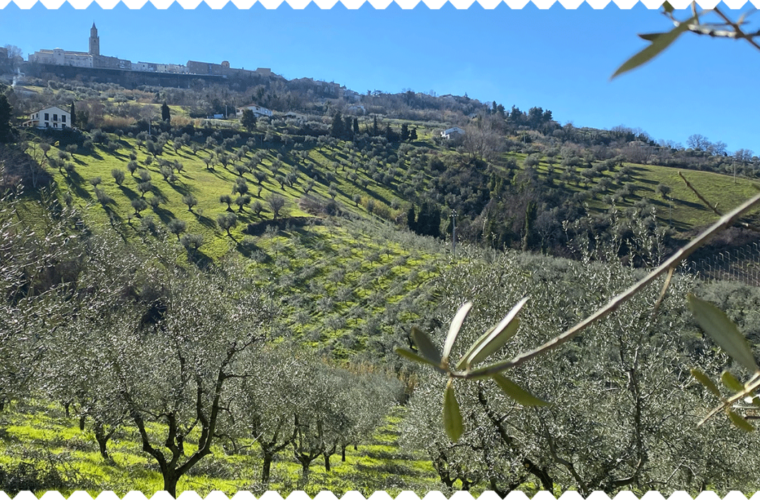 Uliveto Città Sant'Angelo