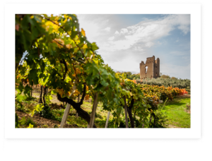 panoramica di Torre Raone: Tour delle vigne Abruzzo