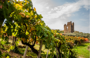 Torre Raone Vigne -Le vigne e gli uliveti Abruzzesi